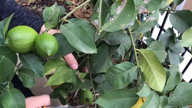 Winter Citrus Harvest Time, Is Pruning Time TOO! смотреть онлайн