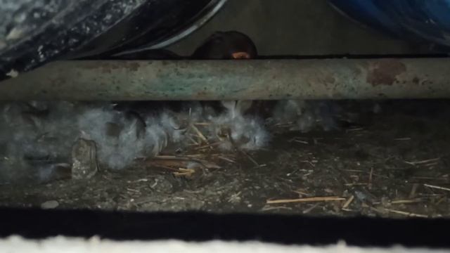 У МУСКУСНОЙ УТКИ  ОЧЕНЬ ХОРОШИЙ ОПЛОД, ХОТЯ И БЫЛ МОРОЗ ВО ВРЕМЯ КЛАДКИ.