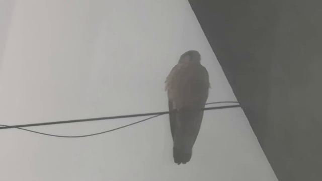 Обыкновенная Пустельга. Falco tinnunculus. ЗАМЕТКИ НАТУРАЛИСТА. смотреть онлайн