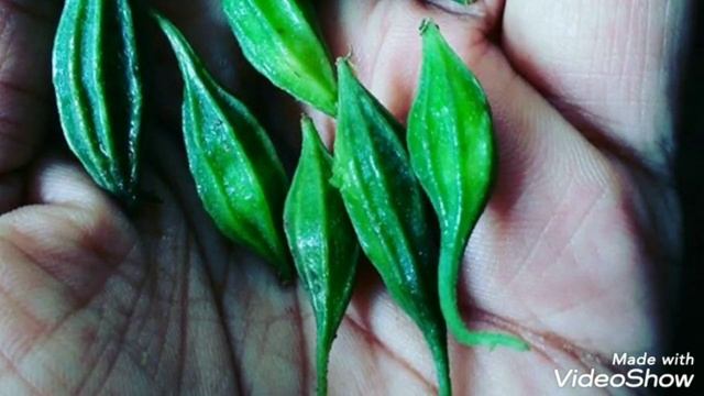 இயற்கை இன்சுலினாக விளங்கும் அதலைக்காய் | Benefits of Momordica cymbalaria | Spices 'N' Herbs смотреть онлайн