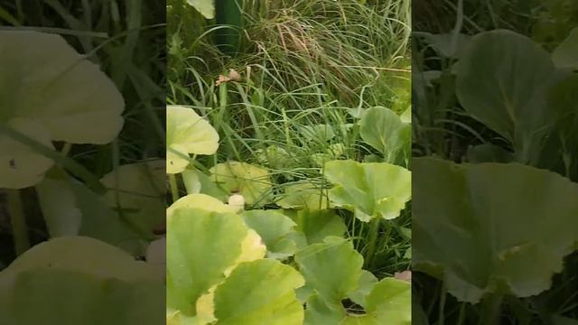 походная тыква с компостера смотреть онлайн