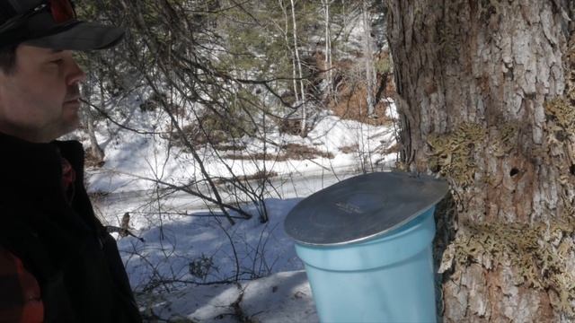 Spring at the Dovetail Log Cabin - Maple Syrup, River Crossing, Bird Projects - Off Grid Living смотреть онлайн