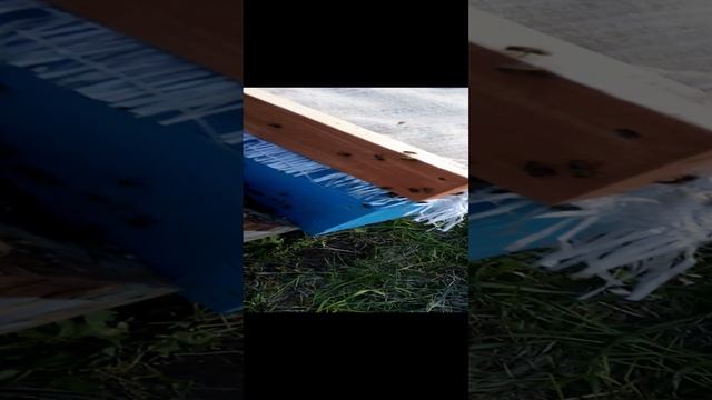 Переселения роя из ловушки в Улей (9) смотреть онлайн