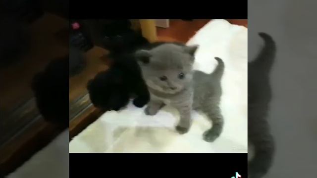 Продажа котят, британские плюшевые смотреть онлайн