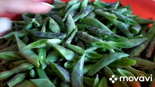 КАК ПРАВИЛЬНО ЗАМОРОЗИТЬ ЗЕЛЁНУЮ ФАСОЛЬ, проверенный годами способ/ԻՆՉՊԵՍ ՃԻՇՏ ՍԱՌԵՑՆԵԼ ԿԱՆԱՉ ԼՈԲԻ смотреть онлайн