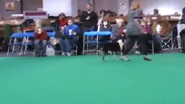 Smooth Collies Crufts 2011 Part 2 смотреть онлайн