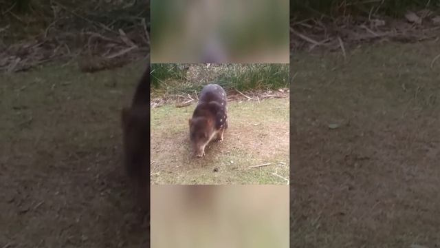 Сумчатая кошка, у которой невероятно мощные челюсти! Исполинская куница смотреть онлайн