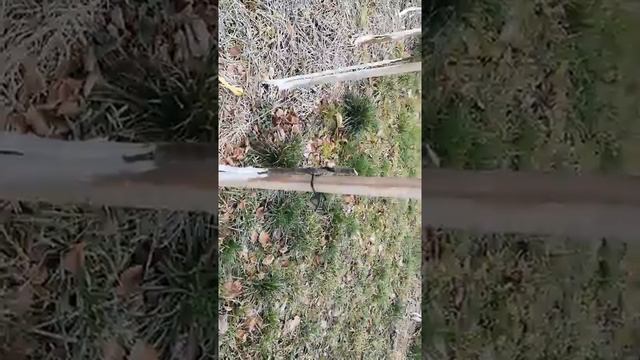 Обрезка однолетнего саженца яблони смотреть онлайн