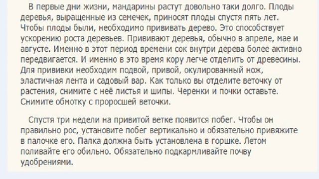 Как вырастить мандарин дома. смотреть онлайн