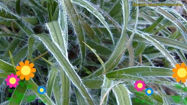 Ожика снежно-белая Люциус. Краткий обзор, описание характеристик, где купить luzula nivea Lucius смотреть онлайн