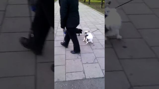 Щенок лабрадора гуляет. смотреть онлайн