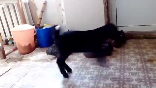 Годовалый малыш и новорожденный козлик. смотреть онлайн