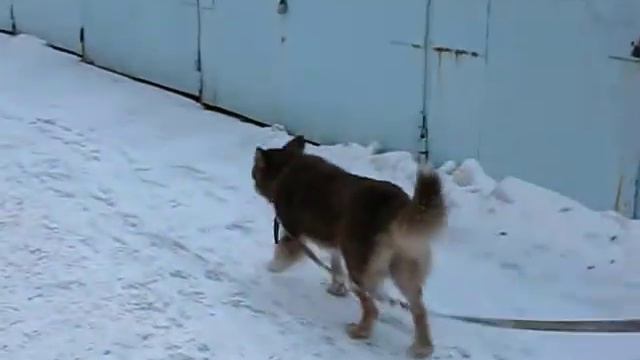 Копия MVI_9327.avi смотреть онлайн