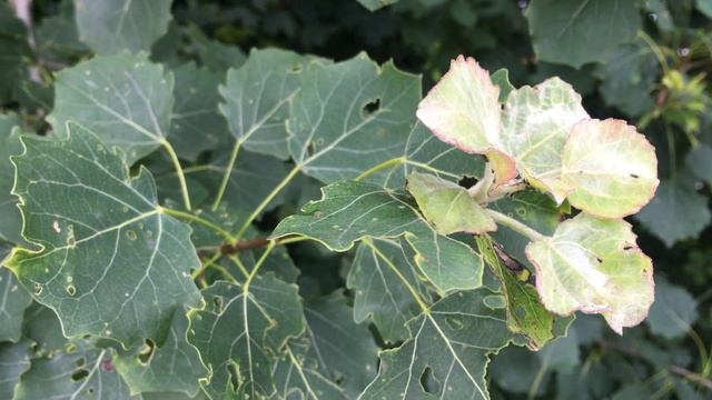 Aspen (Populus tremula) - young leaves - August 2019 смотреть онлайн