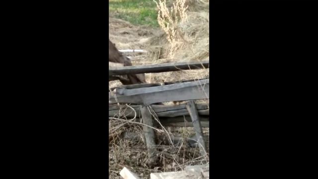 Нашли бурундука. Погоня за покемоном))) смотреть онлайн