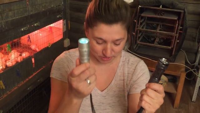 Овоскоп для перепелиных яиц своими руками. Do it yourself, сделай сам смотреть онлайн
