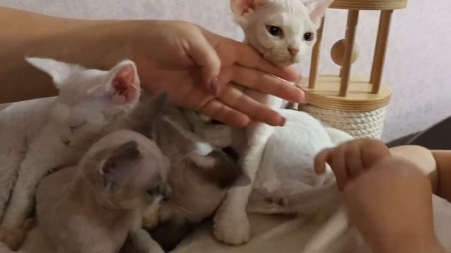 ДЕВОН РЕКС - любимая порода кошек моей подруги. смотреть онлайн