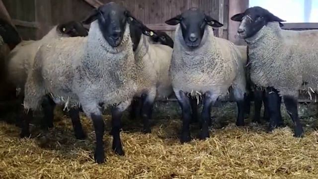 Бараны Суффолк АВСТРИЙСКОЙ селекции! Разведение овец породы Суффолк! Мясо-шерстные породы овец! смотреть онлайн