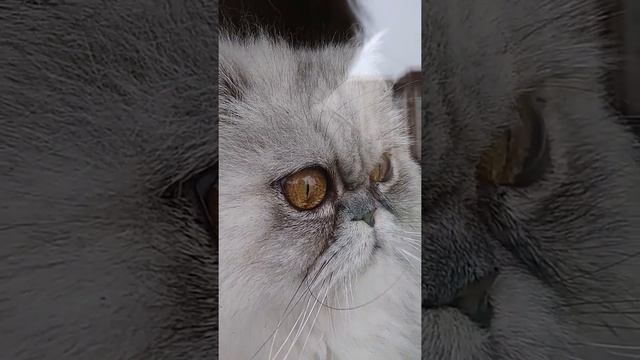 Эти глазки, эти 