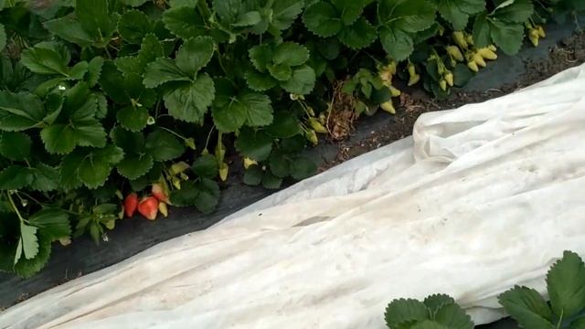 Клубника Альба на апрель месяц 2020 года смотреть онлайн