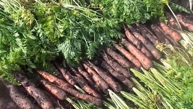 Уборка и отличный способ хранения моркови и свеклы в домашних условиях. смотреть онлайн
