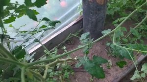 Томат Сладкая шоколадная гроздь. Мой отзыв