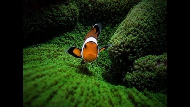 Красота подводного мира смотреть онлайн