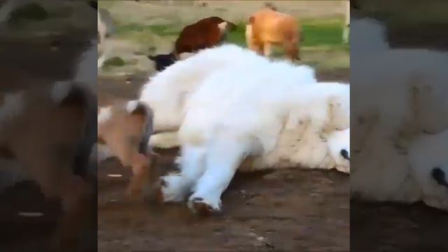 So Cute Best Funny Cats And Dogs Videos 😺 V.36 😺 That Will Make You Smile смотреть онлайн