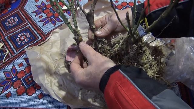 ПОСЫЛКА с РОЗАМИ и КЛЕМАТИСАМИ. Растения из питомника по почте / Оценим посадочный материал смотреть онлайн