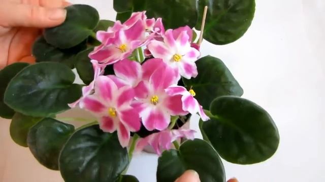 РС Маргарет С Репкина Фиалка Стандарт смотреть онлайн