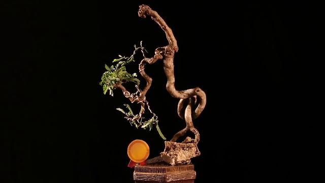 Bonsai Tamarindus Indica H.63.1983 смотреть онлайн