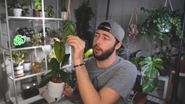 Converting Plant to LECA (Passive-Hydro/Semi-Hydro) | How To Convert Plant to Soil Free смотреть онлайн