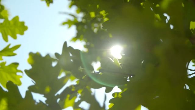 Дубовое дерево 4 Footage Oak Tree