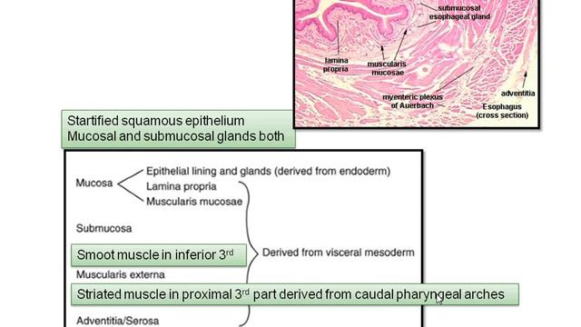 Exploring the Development of the GIT: Foregut Edition [ Lecture by Dr. Janak Awasthi ] смотреть онлайн