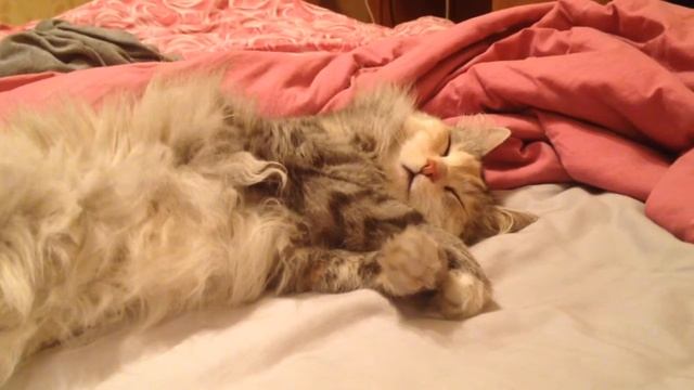 Кошачьи сны смотреть онлайн