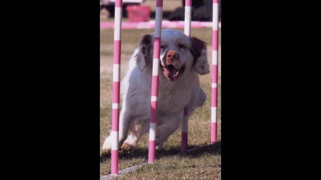 CSCA Agility with Clumber Spaniels смотреть онлайн
