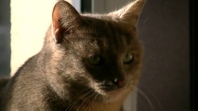 Test caméra JVC MS 150 смотреть онлайн