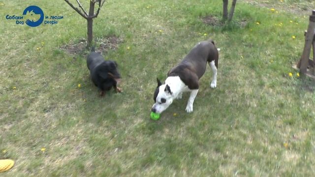 Вся правда об американских стаффордширских терьерах смотреть онлайн