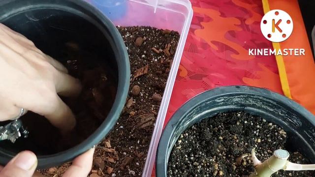 Update Video on Aglaonema care..Repotting of water propagated Aglaonema смотреть онлайн