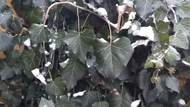 ?Прогулка по зимнему саду с обзором вечнозелёных растений. смотреть онлайн