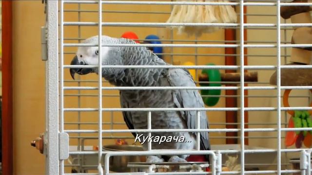 Попугай Варя - чего ты орешь смотреть онлайн