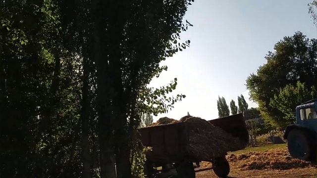 Заготавливаем силос .