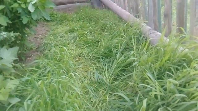 ЗЕРНО В ДОМАШНИХ УСЛОВИЯХ (ОШИБКИ) смотреть онлайн