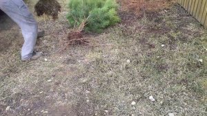 Живая изгородь из сосны. Семья в деревне! Облагораживаем участок! Как посадить сосну.