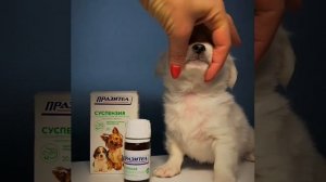 Как дать щенку суспензию от глистов? #Shorts
