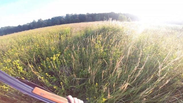 охота с легавой в поле на коростель, открытие2021 август. смотреть онлайн