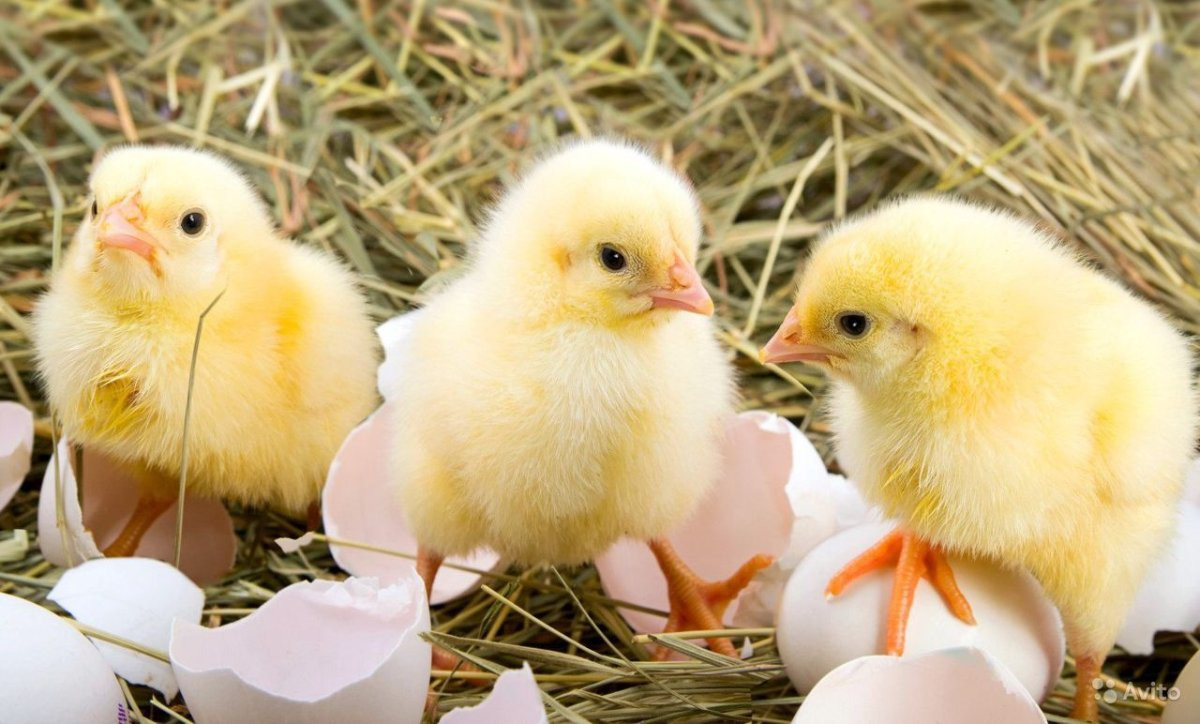 Звук цыпленка, голос цыпленка, крик цыпленка смотреть онлайн