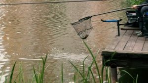 Как поймать линя на фидер.