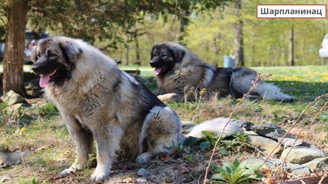 НАЦИОНАЛНИ ПАРК ШАР- ПЛАНИНА