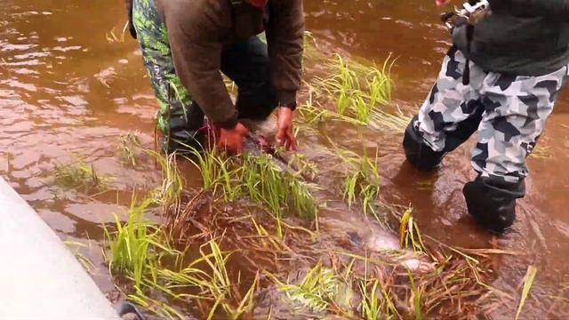 Про тайменей и снасти для них